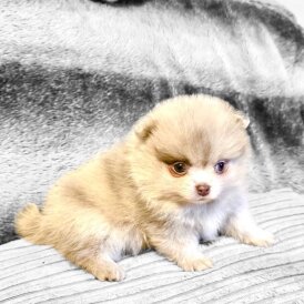 Pomeranian