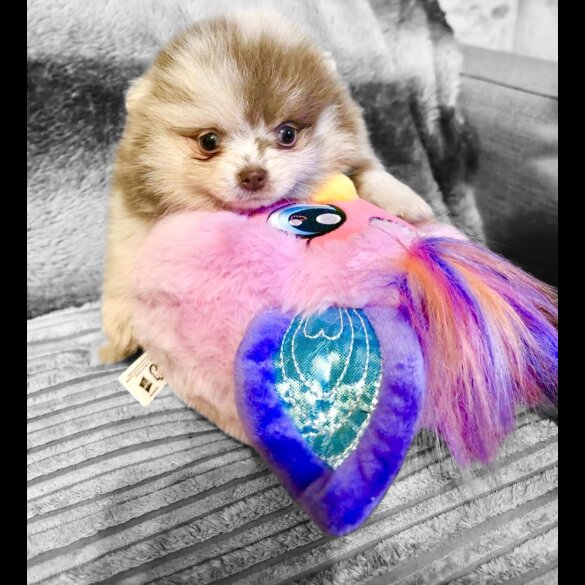 Pomeranian
