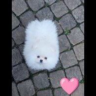 Pomeranian