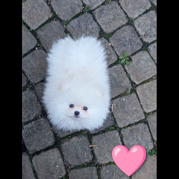 Pomeranian