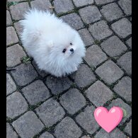 Pomeranian