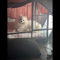 Pomeranian