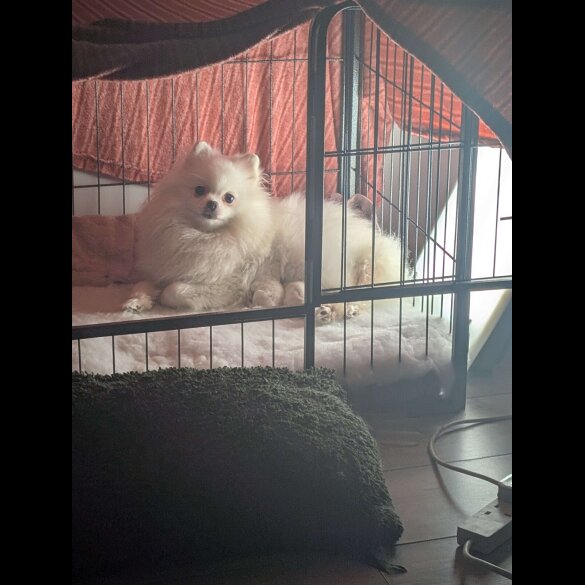 Pomeranian
