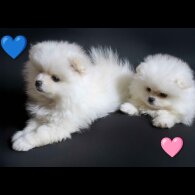 Pomeranian