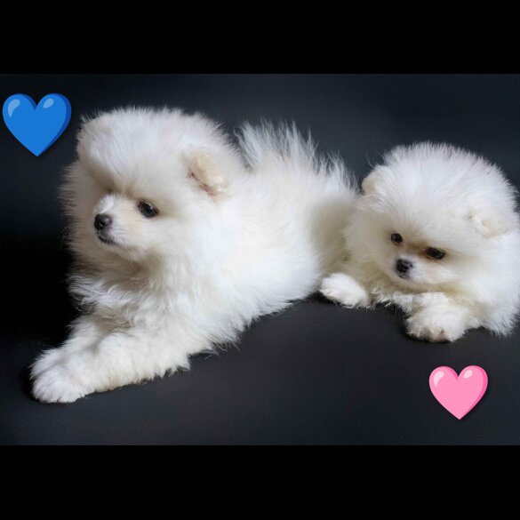 Pomeranian