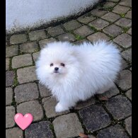 Pomeranian
