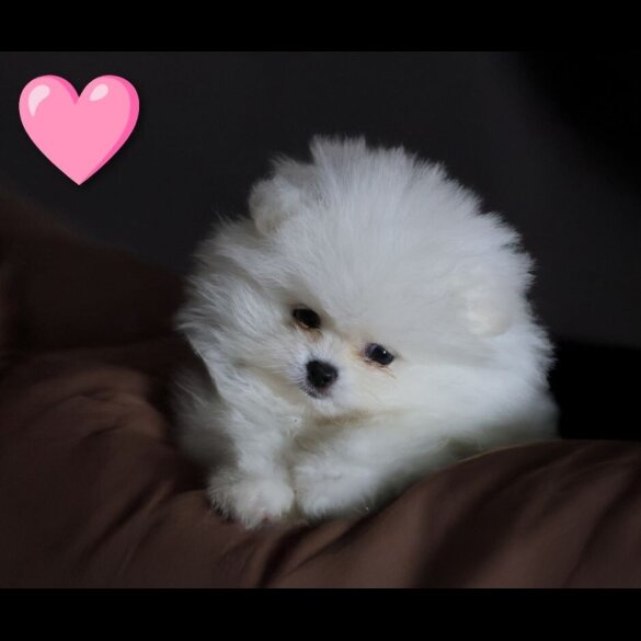 Pomeranian