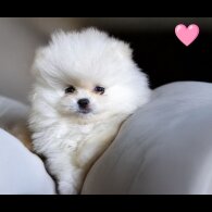 Pomeranian