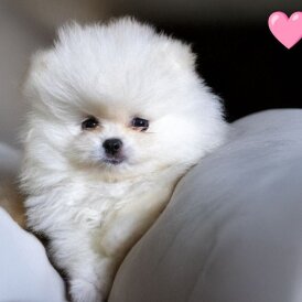 Pomeranian