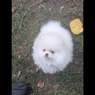 Pomeranian