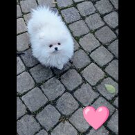 Pomeranian