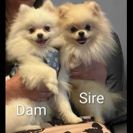 Pomeranian