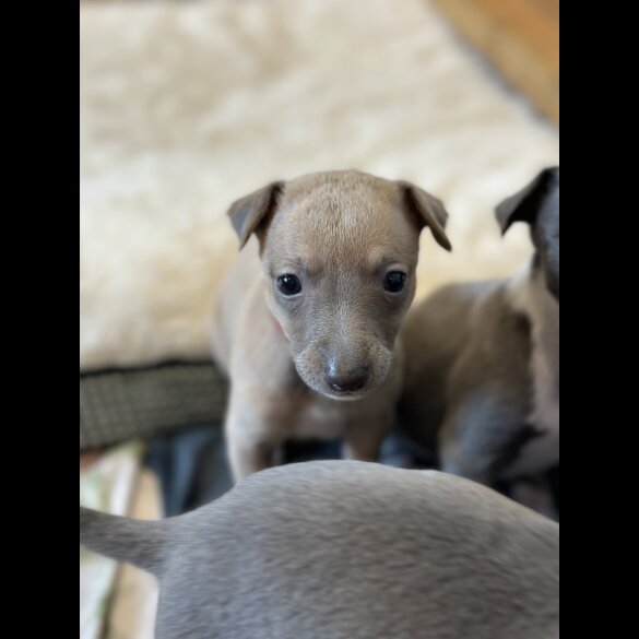 Whippet