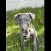 Whippet
