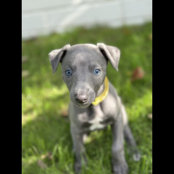 Whippet
