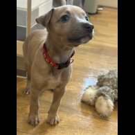 Whippet