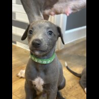 Whippet