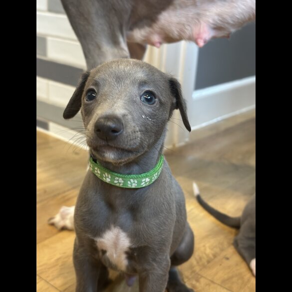 Whippet