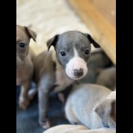 Whippet