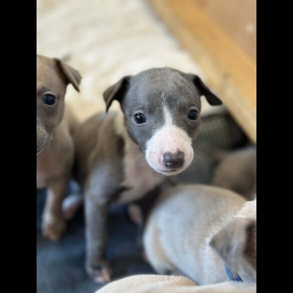 Whippet