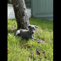 Whippet