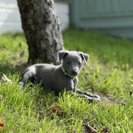 Whippet