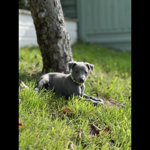 Whippet