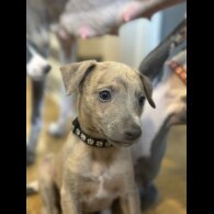 Whippet