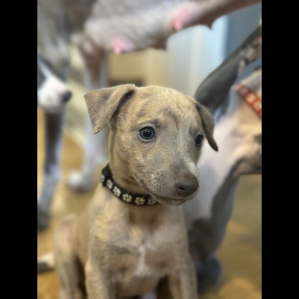 Whippet