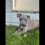 Whippet