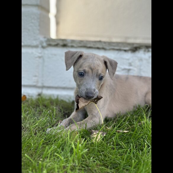 Whippet