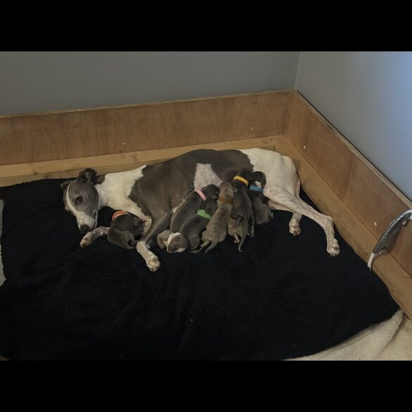 Whippet