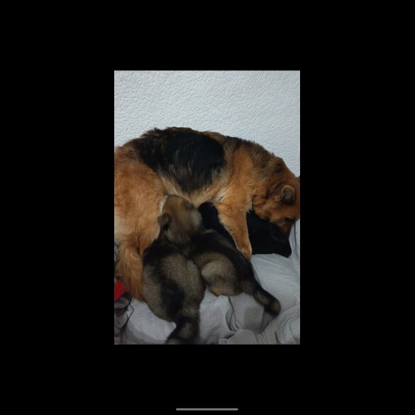 German Shepherd (Alsatian)