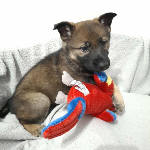 German Shepherd (Alsatian)