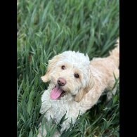 Cockapoo
