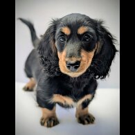 Dachshund (Miniature Long Haired)