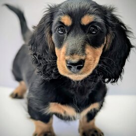 Dachshund (Miniature Long Haired)