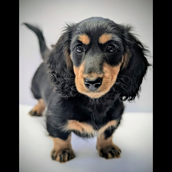 Dachshund (Miniature Long Haired)