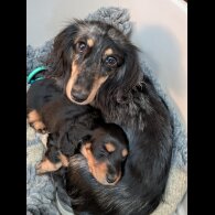 Dachshund (Miniature Long Haired)