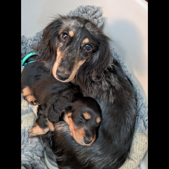Dachshund (Miniature Long Haired)