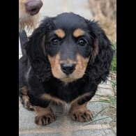 Dachshund (Miniature Long Haired)