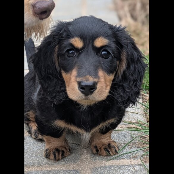 Dachshund (Miniature Long Haired)