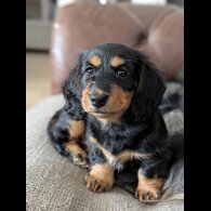 Dachshund (Miniature Long Haired)