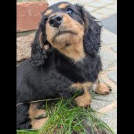 Dachshund (Miniature Long Haired)