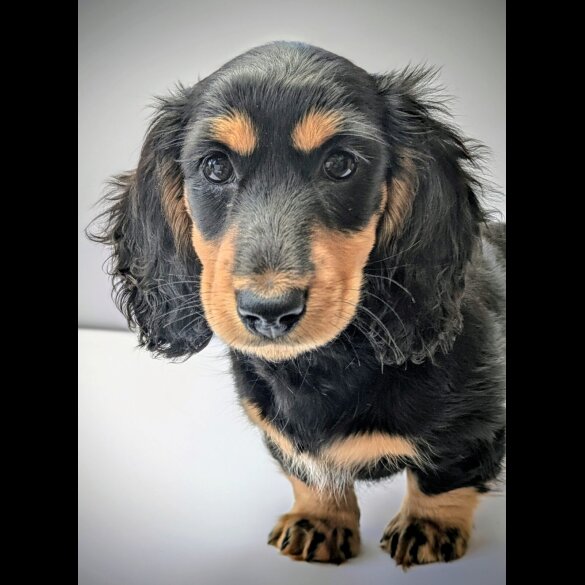 Dachshund (Miniature Long Haired)