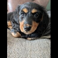 Dachshund (Miniature Long Haired)