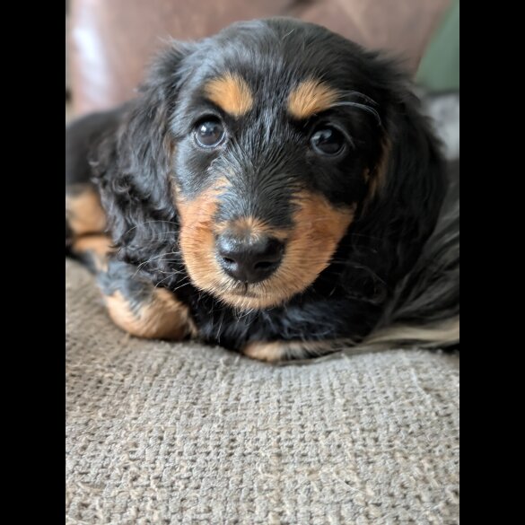 Dachshund (Miniature Long Haired)