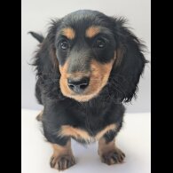 Dachshund (Miniature Long Haired)