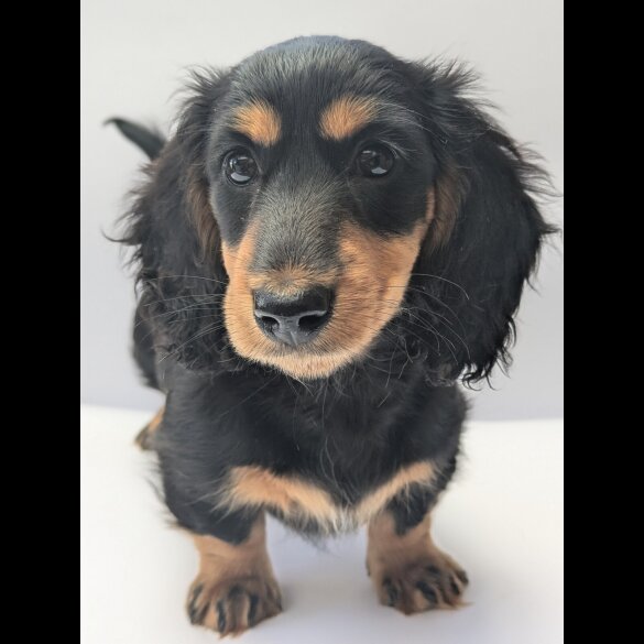 Dachshund (Miniature Long Haired)