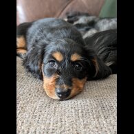 Dachshund (Miniature Long Haired)